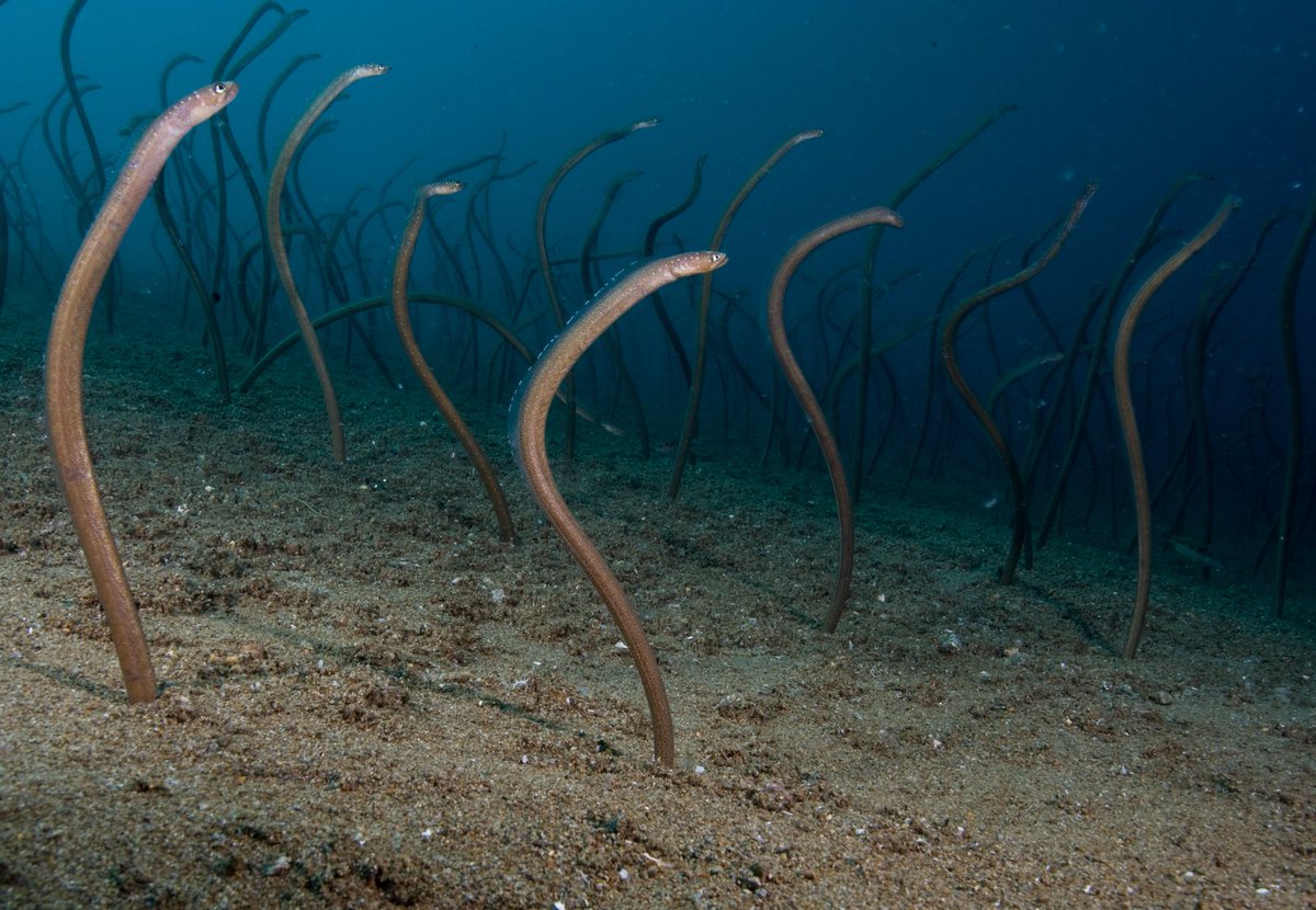 Submerged in a zen garden of eels today #Dumaguete  #Philippines on <a href="/natgeo/">National Geographic</a> assignment  #CoralTriangle