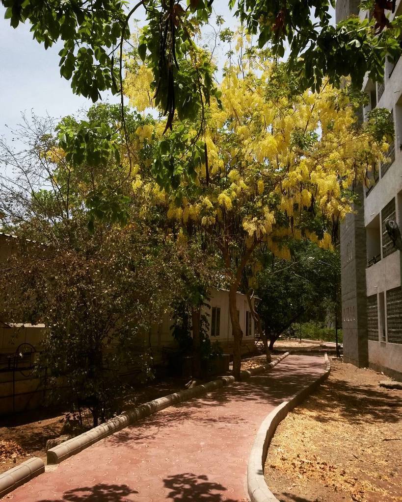 #yellow #blossom #summer #hot #afternoon #campus #hostel #nid #nidgandhinagar ift.tt/1qD11za