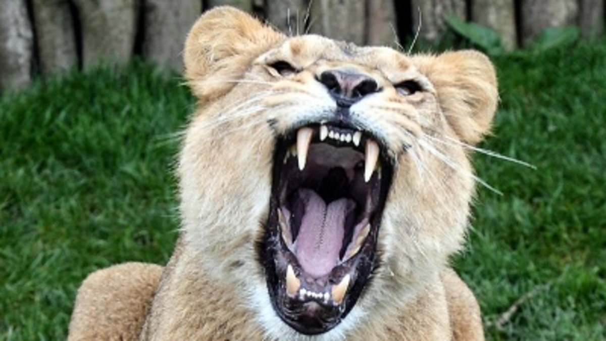 2 lions killed after man jumps into zoo enclosure bit.ly/1ORTVSS?utm_me… https://t.co/b0AYXCATbn