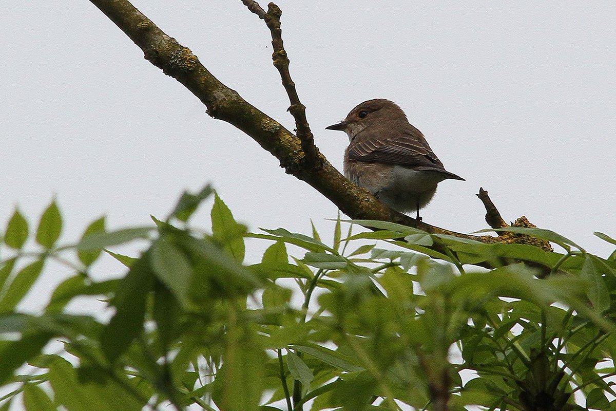 Spotted Flycatchers at Friars Meadow, Sudbury 20/5/16 <a href="/wildlife_uk2/">Wildlife Sightings 2</a> <a href="/wildlife_birds/">Bird Sightings</a> @wildlife_uk @gregveness1