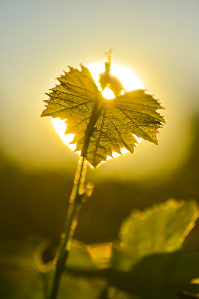 Is there any sight more beautiful than sunlight through leaves? #VineyardMiracles  #Vintage2016