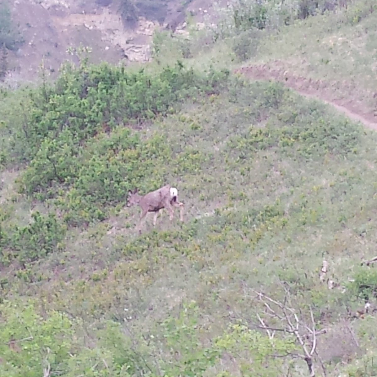 laufer_w's tweet photo. The deers don't worry about the rain #fishcreekpark #yyc #Alberta #wildlife https://t.co/G84WFHhwQL