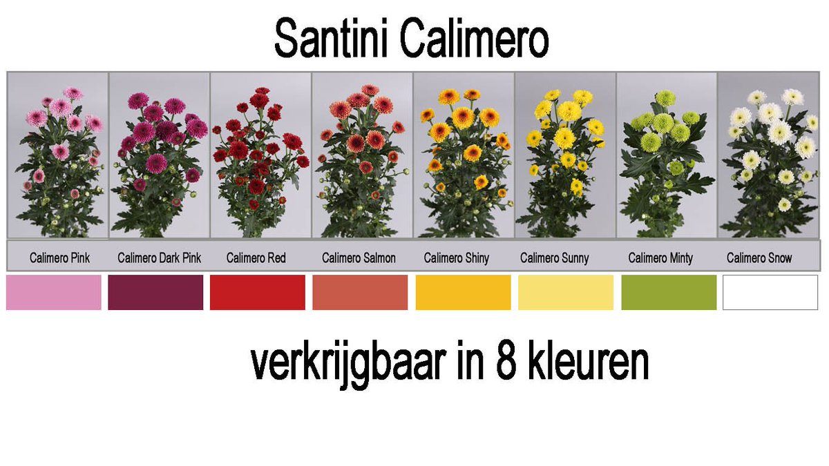 Floritec tweet media