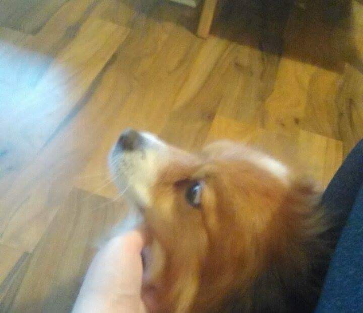 tararose5497's tweet photo. My dogs face when I tell him I love him 😂 #dog #Bitchdontloveme https://t.co/ojRuWgvqJ6