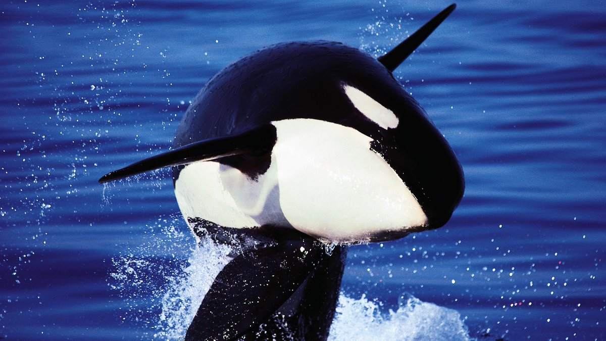 Discovery's tweet photo. These animals need your help. Tell the @WhiteHouse to help reduce ocean noise pollution >> https://t.co/EDuZSd4fqa https://t.co/VbRsbmypZT