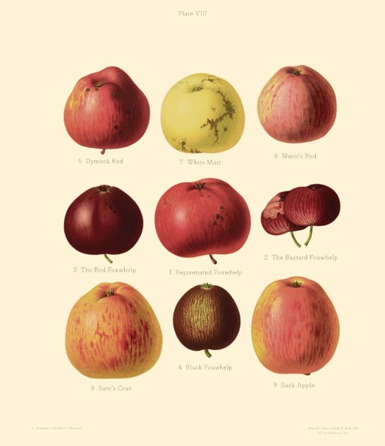 DrinkingCiders's tweet photo. Real Cider Apples #cider #apples https://t.co/NrmKPddVqt https://t.co/j9zu98AHFy