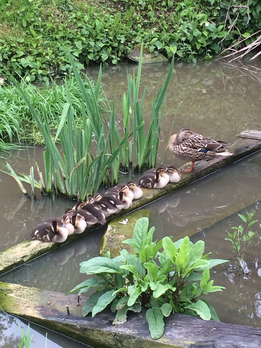 Harley1Kate's tweet photo. 13 ducklings all having an afternoon snooze on the pond! Worthy of the @BBCCountryfile calendar surely! https://t.co/igcJI2SluI