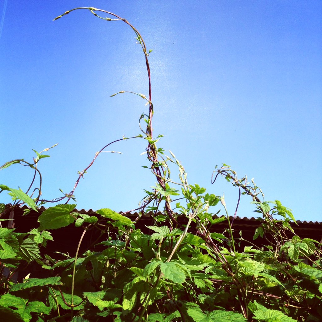 Tripudio di #bruscandoli #luppoloselvatico la natura è straordinaria!