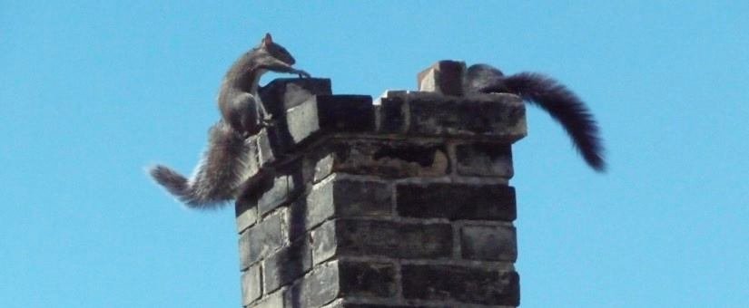 Americanchase's tweet photo. Keep these guys out of your customers' #chimneys with a proper #chasecover! https://t.co/LG1mFfU92S