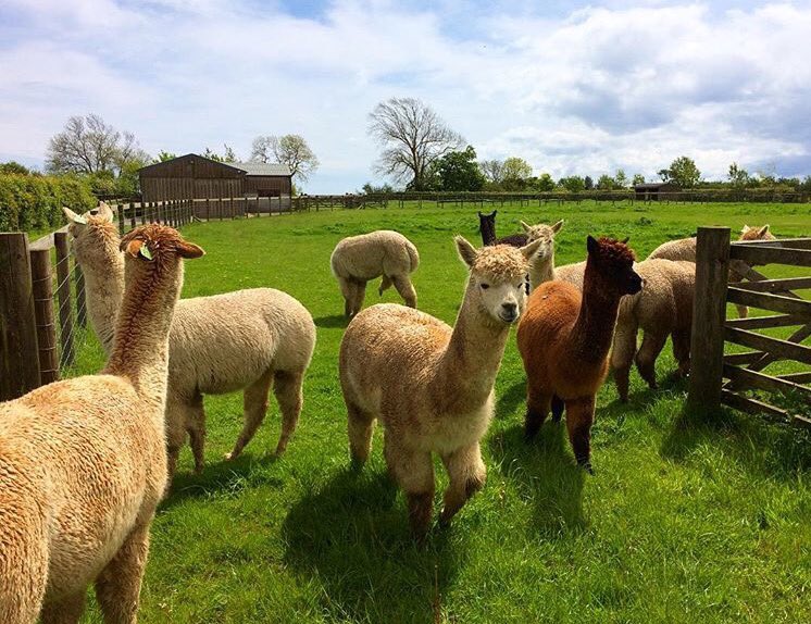 abbiethomas247's tweet photo. Missing these babes ✌🏼️🌸 #TakeMeBackToTheFarm https://t.co/2AfPHhPoyg