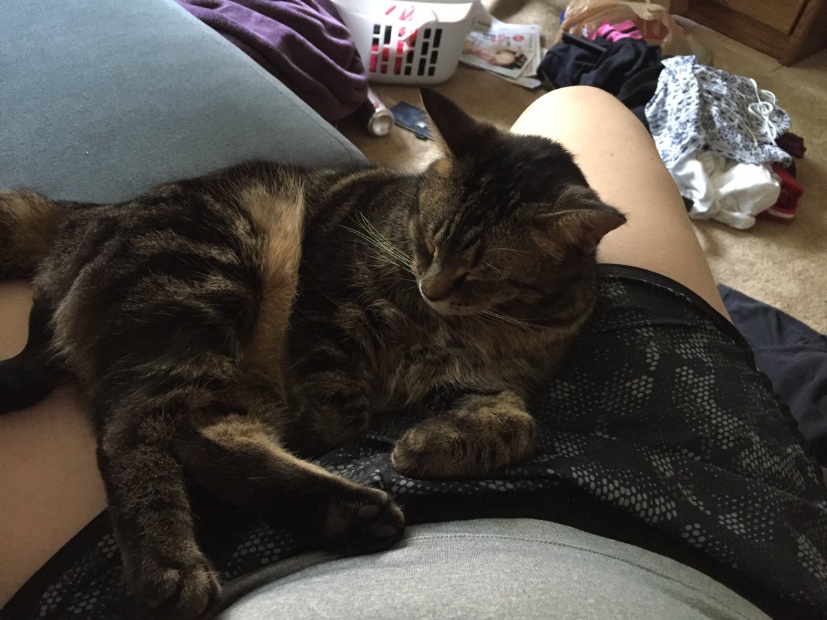 damnitfugacity's tweet photo. The definition of a lapcat #lazysunday #tryingtoclean https://t.co/WQClaBIvq1