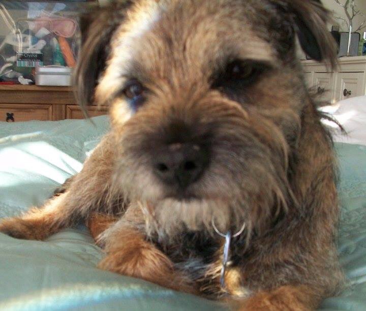 beanz2809's tweet image. Help find Spike!!! Little old man lost on Tyne Valley Trading Estate @ 1830. Eyesight and hearing not good 💔