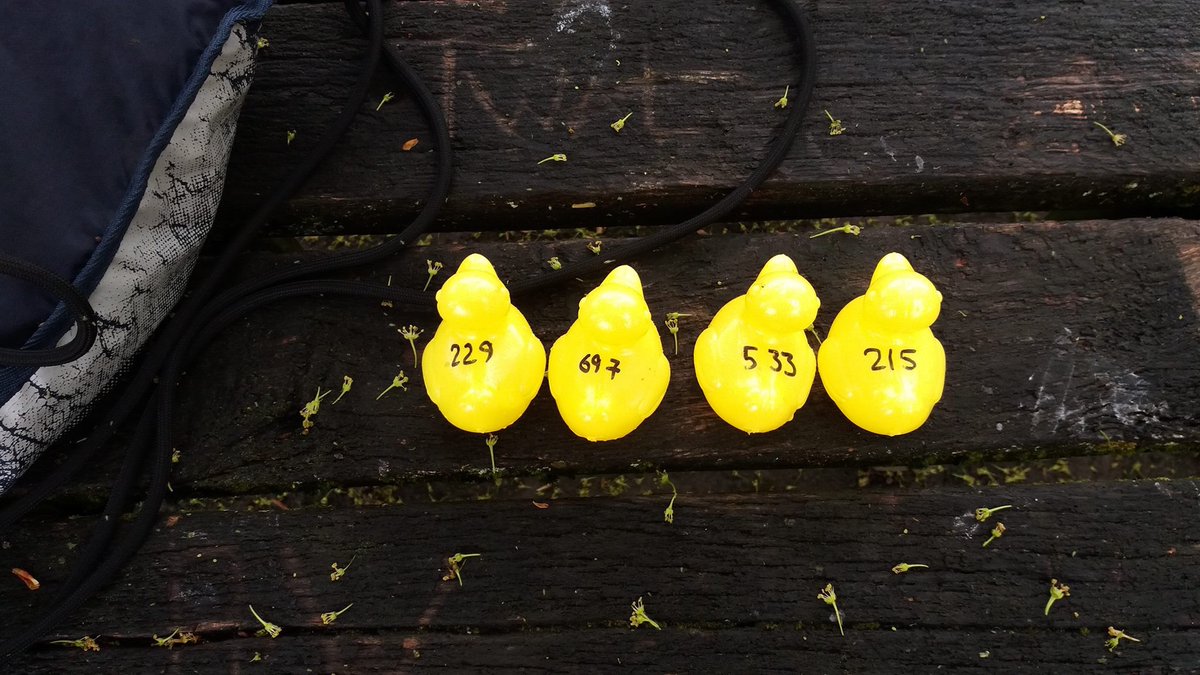 LlaniTownJFC's tweet photo. #duckrace2016 https://t.co/55ewHFyv4C