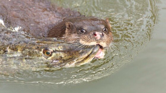 Pike, Barbel, Carp, Roach, Rudd the list goes on, all at risk, the situation needs controlling