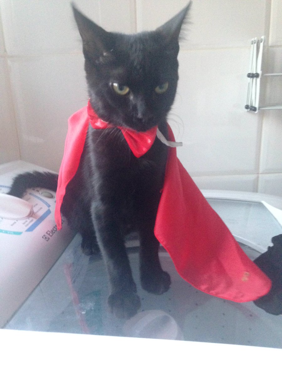 laraluzr's tweet photo. cheguei em casa e meu gato tava assim
igual um demoninho
agora eu pergunto COMO https://t.co/N2LEoMAEpi