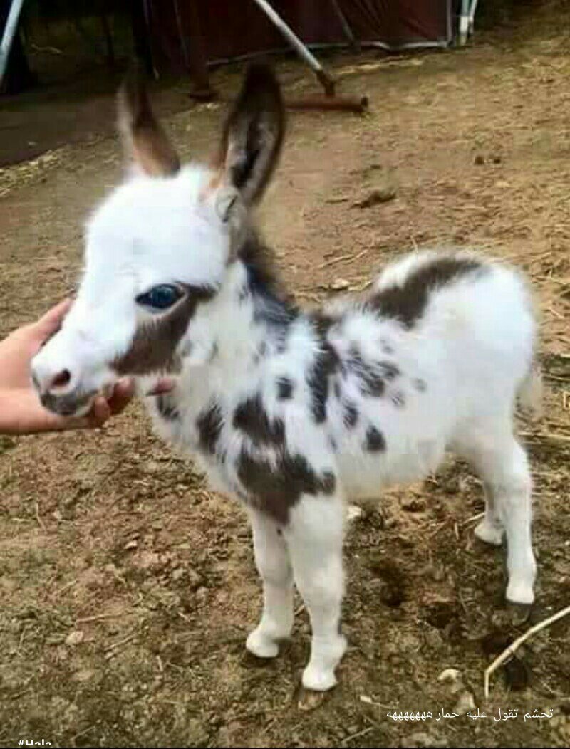 EnimaMokk's tweet photo. ههههههههه تحشم باش تعيطلو حمار https://t.co/Ivcuj7oIAM