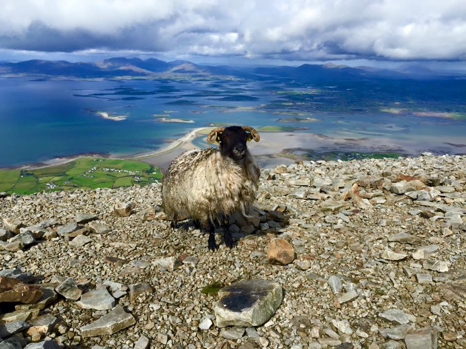 Baa-rilliant views from the summit of Croagh Patrick Mountain!! #SheepSelfie <a href="/CroaghPHostel/">CroaghPatrickHostel</a>