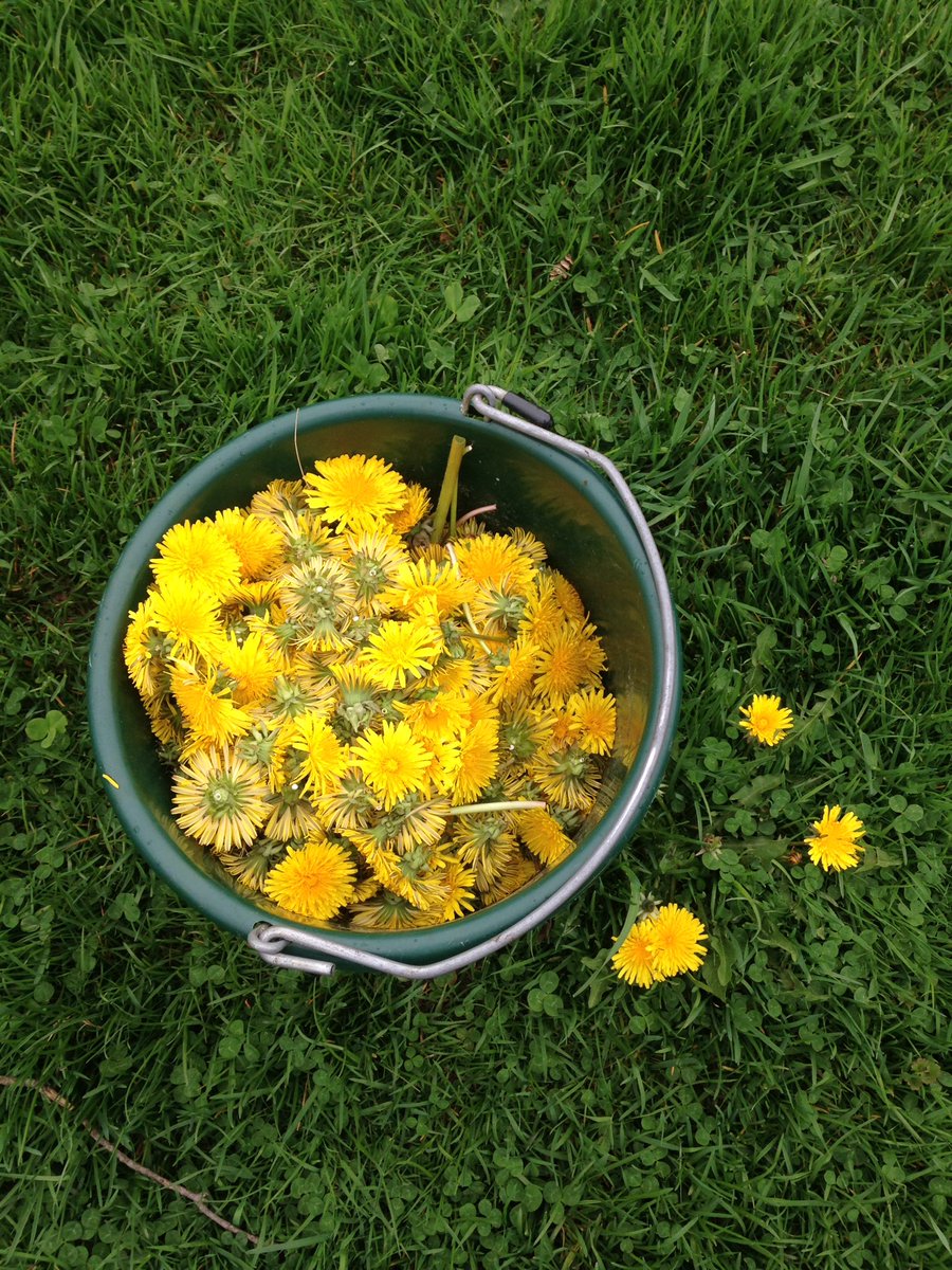 WooliesNS's tweet photo. I know the bees need the dandelions but they make a delicious jelly! #upperbrookfarming #gretasjelly @TruroMarket https://t.co/LXtvrpm3Bu