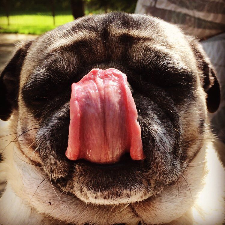 Puglee_Pug's tweet photo. When your subject ruins his close up... #franklinthepug #tongueout #closeup #puglife #pugs #pugsofinstagram #pugsta… https://t.co/QteSsf0Flf
