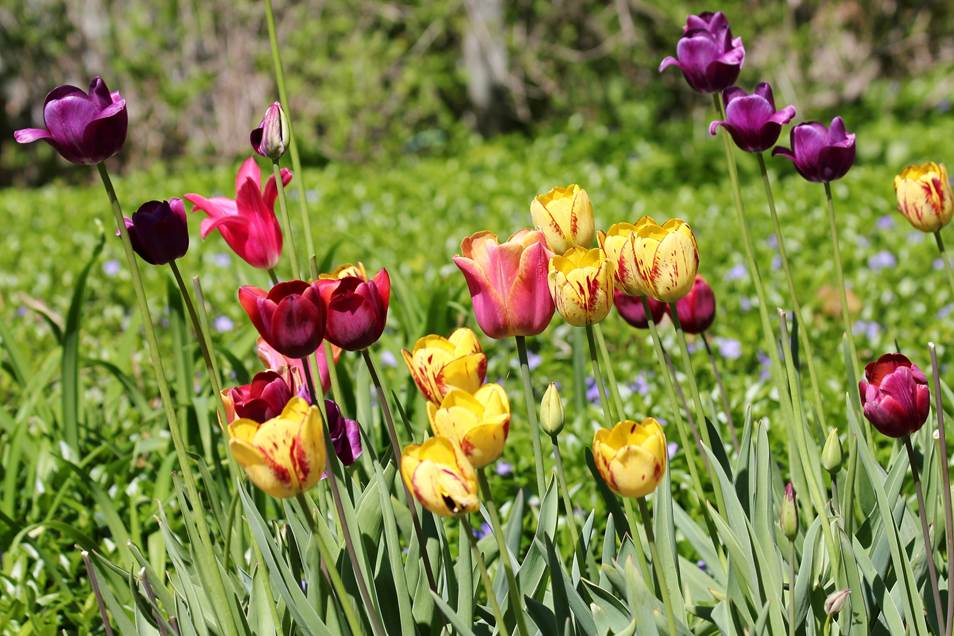 JulieCTV's tweet image. Snapshot of the day: Mike O'Hara -London #longweekend #TulipsinSpring @CTVLondon