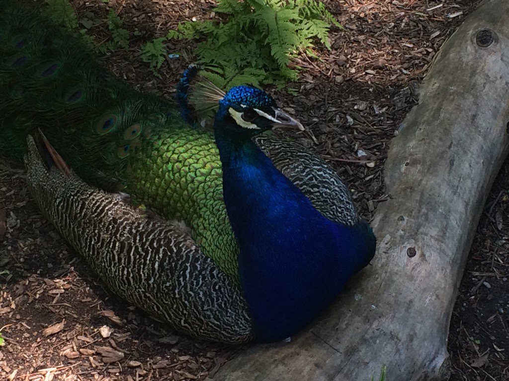 Perfect day to be at the zoo <a href="/CincinnatiZoo/">Cincinnati Zoo</a>