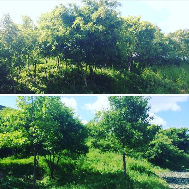 FidoField's tweet photo. Amazing landscaping progress by our even more amazing volunteers on this perfect day! #fidofield #cincydogs #thanku https://t.co/Br0UNNKfVa
