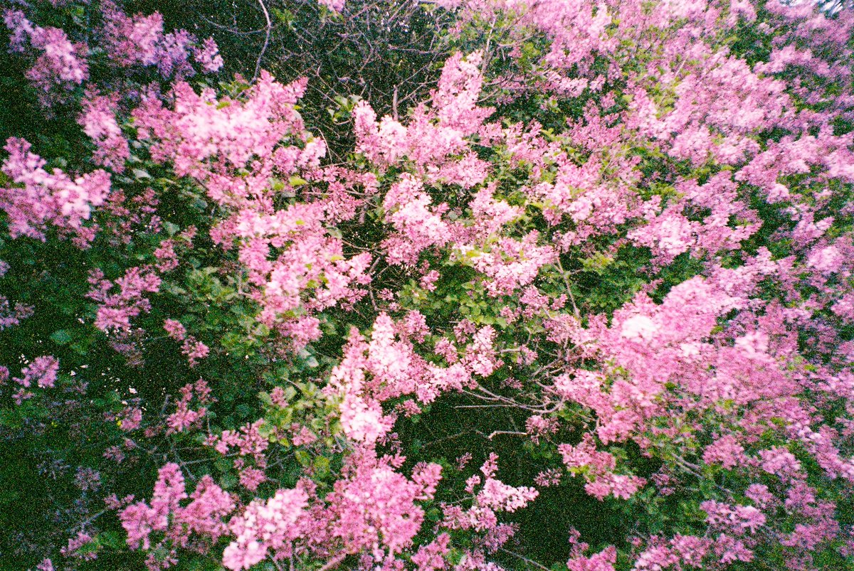 BrandonCamp0s's tweet photo. miscellaneous photos
expired 35mm film https://t.co/dCyfb9gOHw