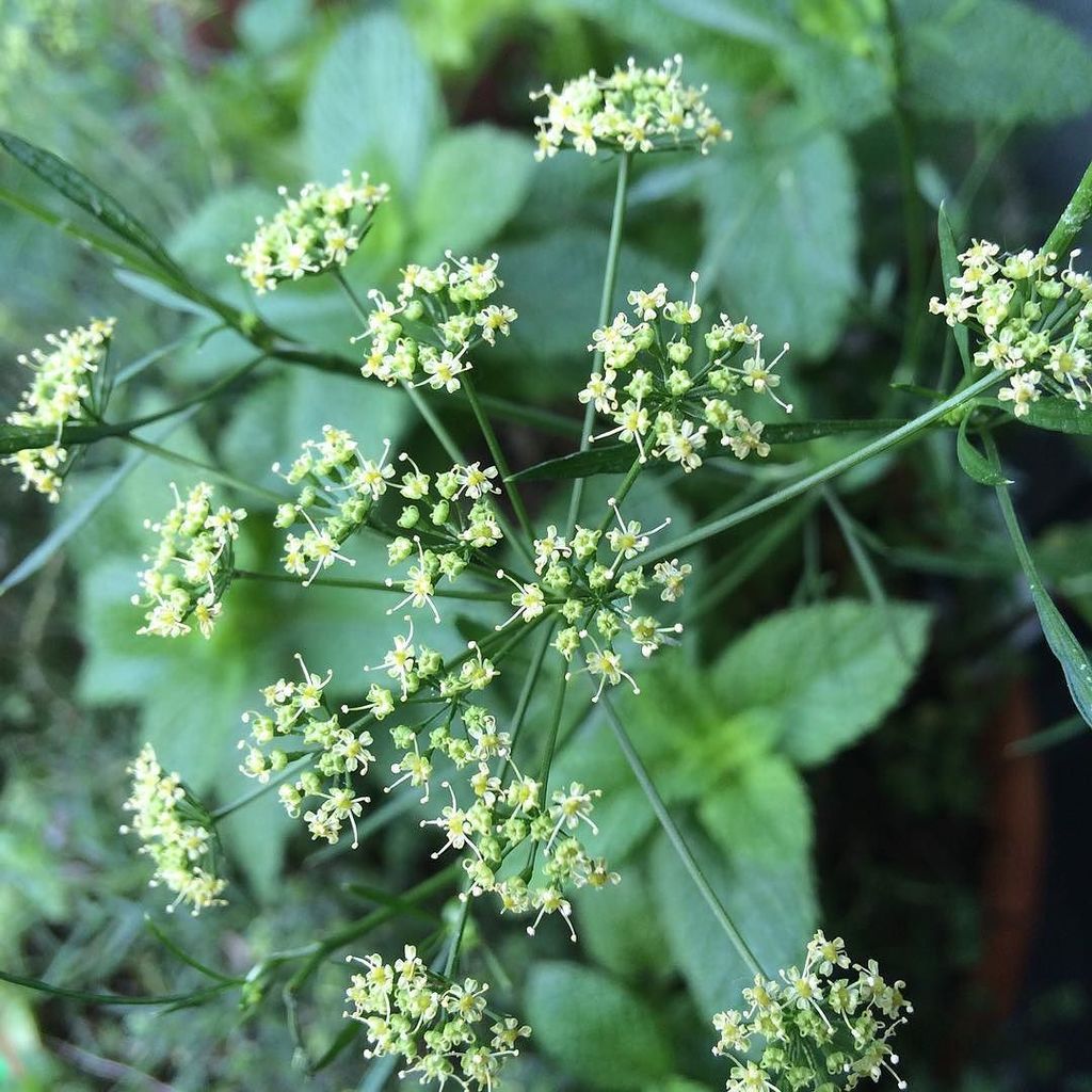 草鞋無意志 イタリアンパセリ 花が咲きました 花が咲くと役目が終わったと思うのかあたらしい芽が出なくなります そろそろ新しい株に植え替えなければならないですね T Co 52jo0x9n73