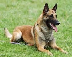 iRazasdePerros's tweet photo. Raza: Pastor Belga Malinois
Origen: Belgica 
Peso: 25 a 34 Kg
Tamaño: Grande
Carácter: vigilante Protector Amigable https://t.co/eN7UPDbig5