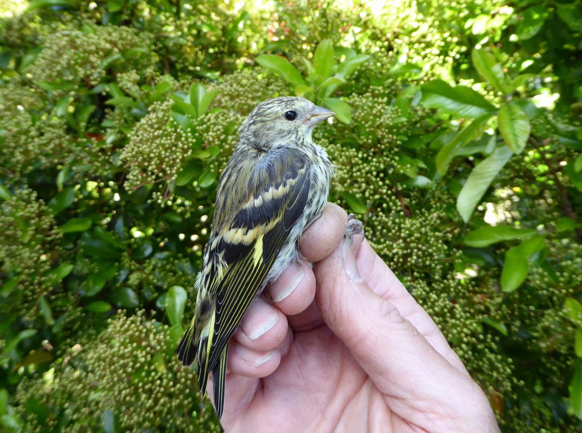 wendy_TRG's tweet photo. https://t.co/m5oGO8WRkF A variety for #CES3 @bto and first juv Siskins in the garden https://t.co/RcDgrUuNub