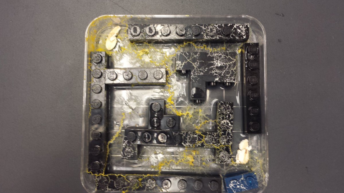 WAHSScienceBall's tweet photo. Honors Bio flashback: Slime Mold mazes! https://t.co/Z5yiXL2qCo