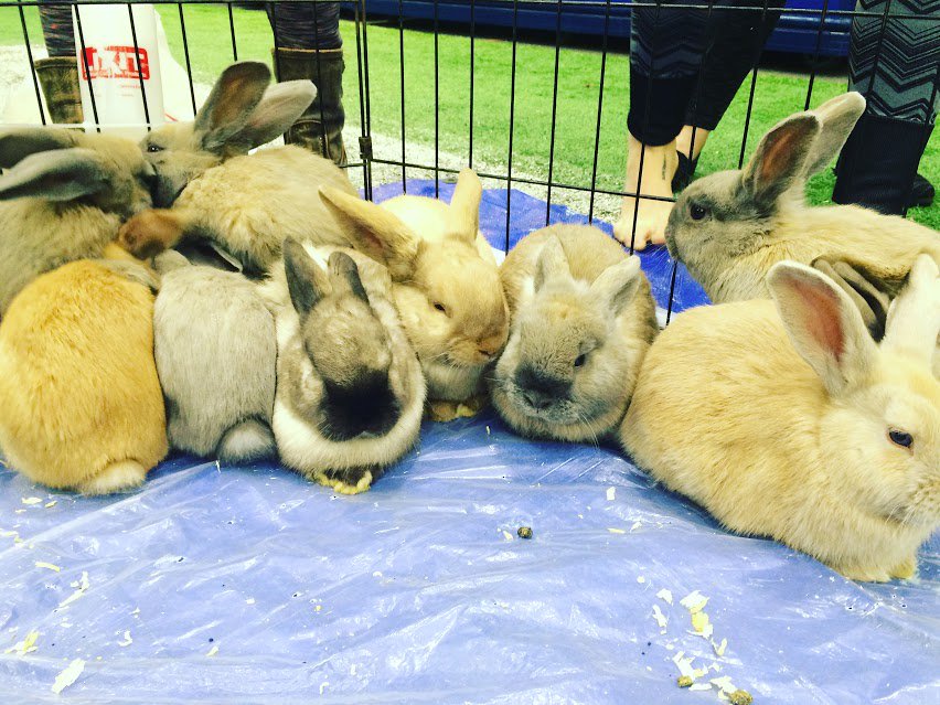 yogareachesout's tweet photo. Who remembers the bunnies from #YRONE2016 courtesy of @thetravelyogi?! SO cute!! Happy Monday <3 https://t.co/ahRybmNuWx