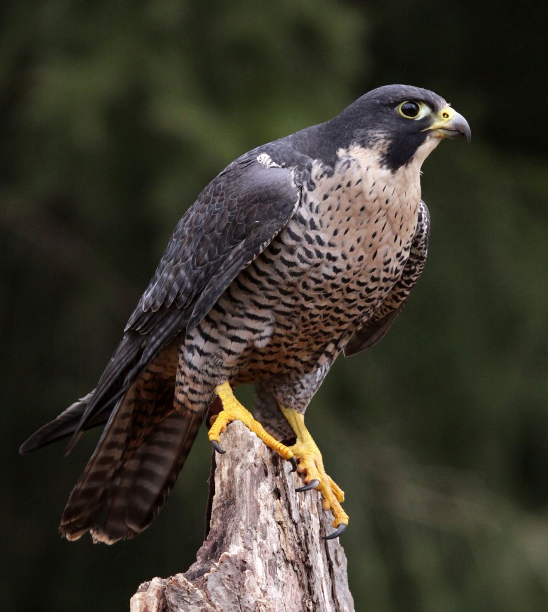 Robert Beatty Books On Twitter Peregrine Falcons Can Dive