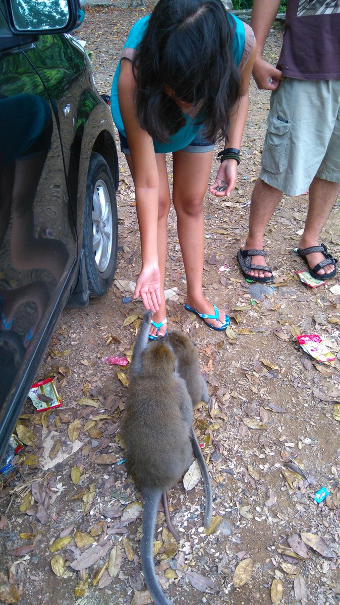 anda_nst's tweet photo. @IMS_NET 
They want more 😊
Here are monkeys along side of the road in Senaru Lombok. Love them
#IMS_SayangSatwa https://t.co/fmAWC4oYq9