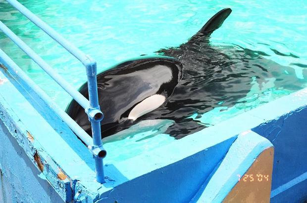 OceanicRescue's tweet photo. Lawsuit filed against #MiamiSeaquarium #ShutDownPalace https://t.co/PJFjYFKvVw #Blackfish #FreeLolita #seaworld https://t.co/atph4KBWz4
