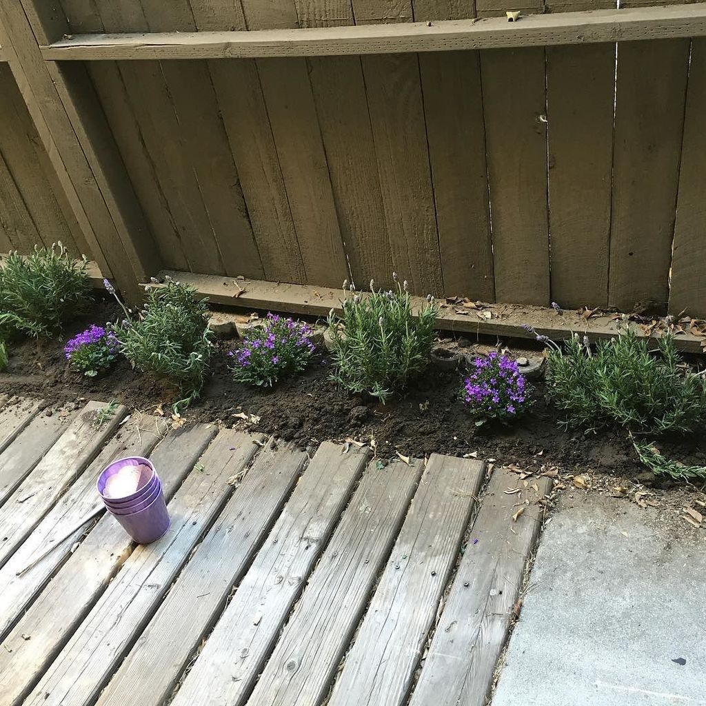 sharialexander's tweet photo. So, then this happened today.
#gardening #lavender #purple #pretty #randomproject https://t.co/wE1EVrktZt https://t.co/DAsEtgA934