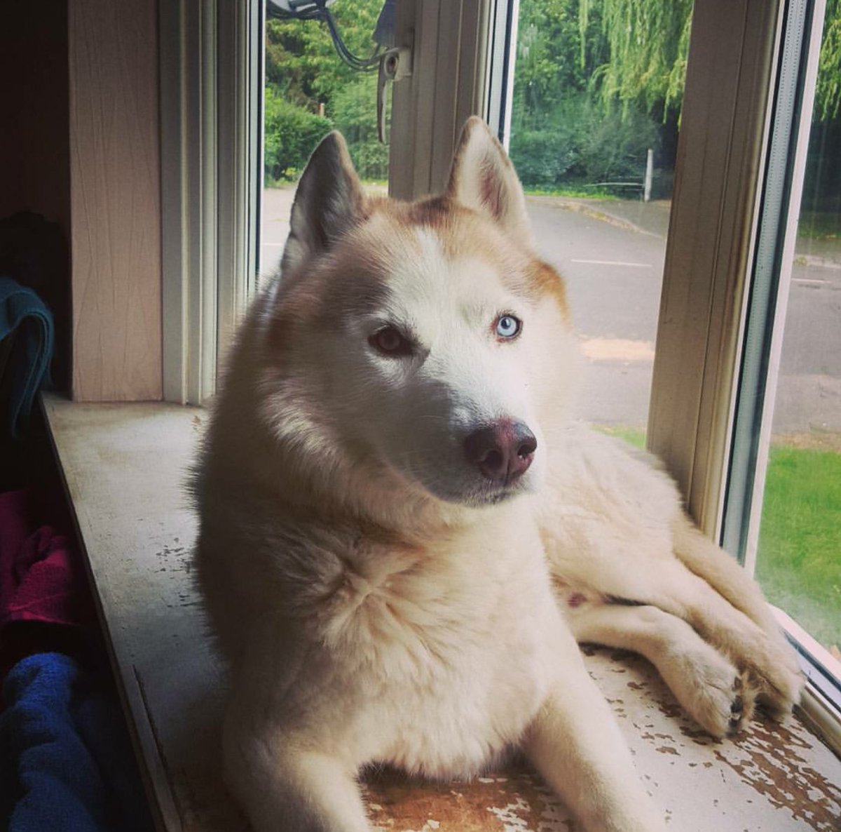 Please like a retweet Lunar for #AmazonPets <3