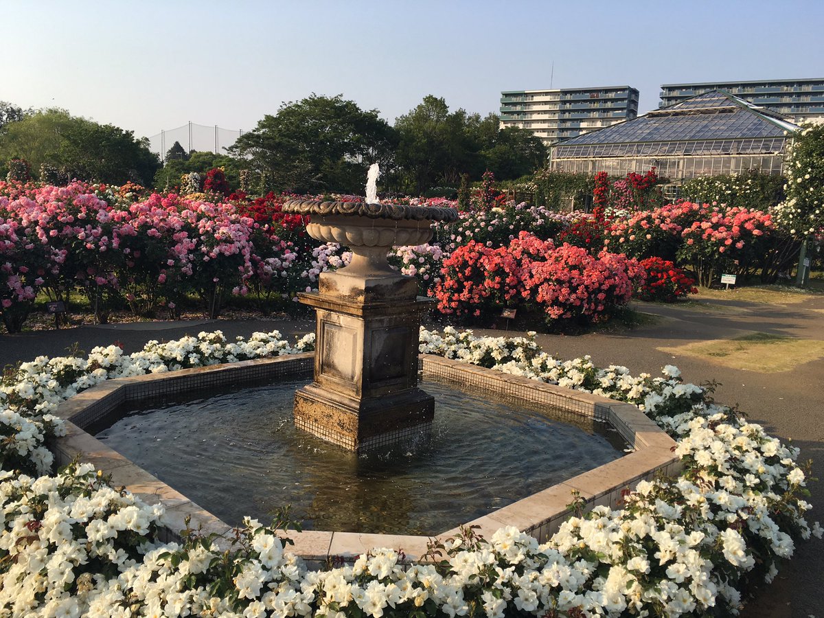 新 牡丹と薔薇 新 牡丹と薔薇