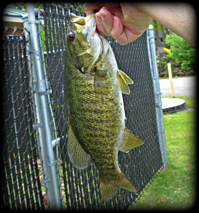 BassFishnTips's tweet photo. Seems smallies, largies, rock bass &amp; even fallfish like @TwisterFishing  TwisterMite covered in @JBsFishSauce! https://t.co/svuOuZWrse