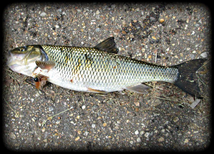BassFishnTips's tweet photo. Seems smallies, largies, rock bass &amp; even fallfish like @TwisterFishing  TwisterMite covered in @JBsFishSauce! https://t.co/svuOuZWrse