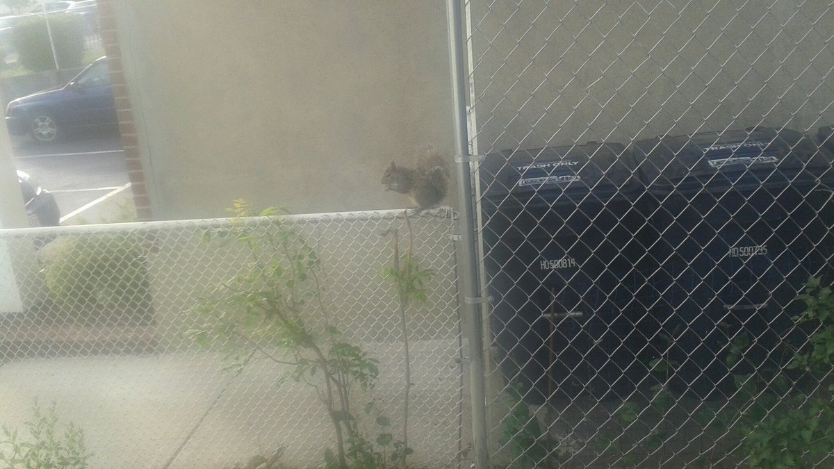 blkopsjoker's tweet photo. Behold the vicious wildlife outside my home. https://t.co/HfeOA0MHp6