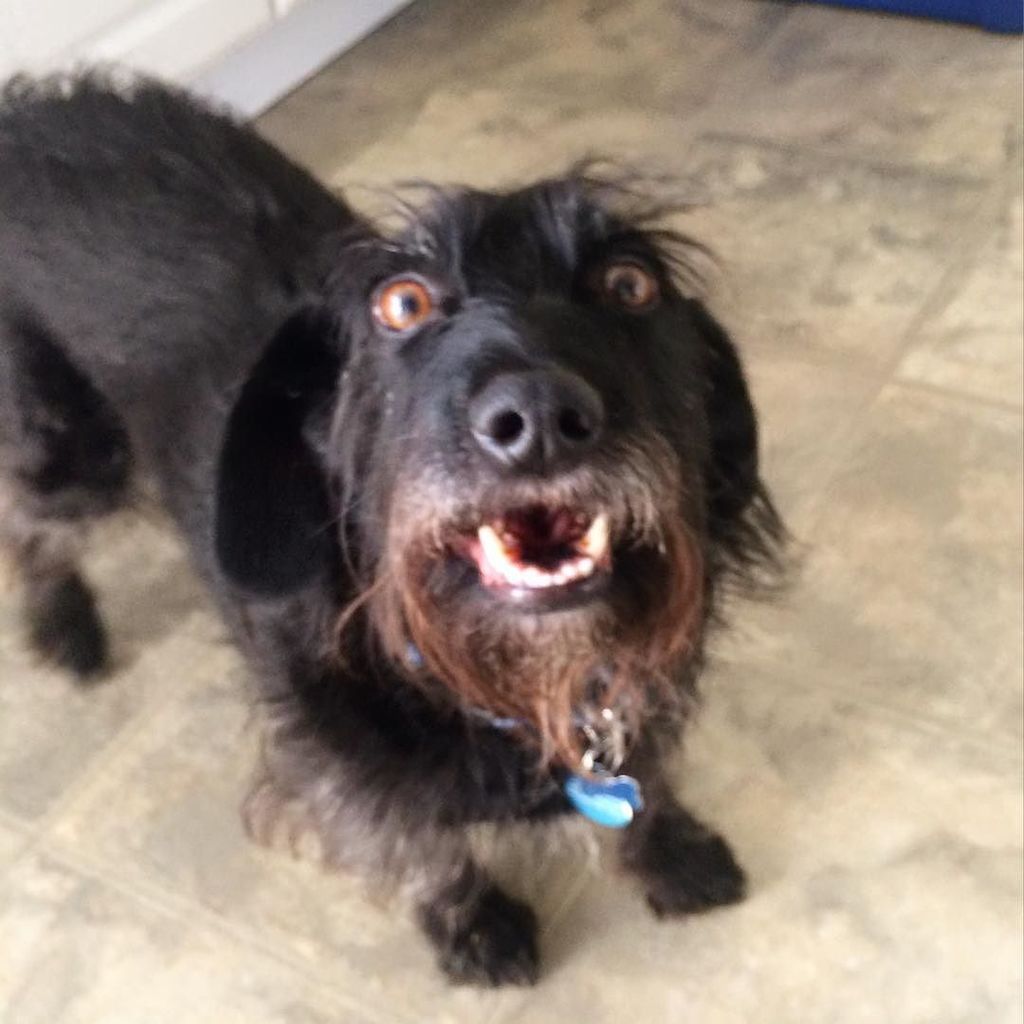 alishaalyson's tweet photo. Someone's ready to play • #thecapn #morgan #scruffy #dog #instadog #dogstagram #kcdog #hap… https://t.co/IZ4djxYQUB https://t.co/YX0AL8bPd7
