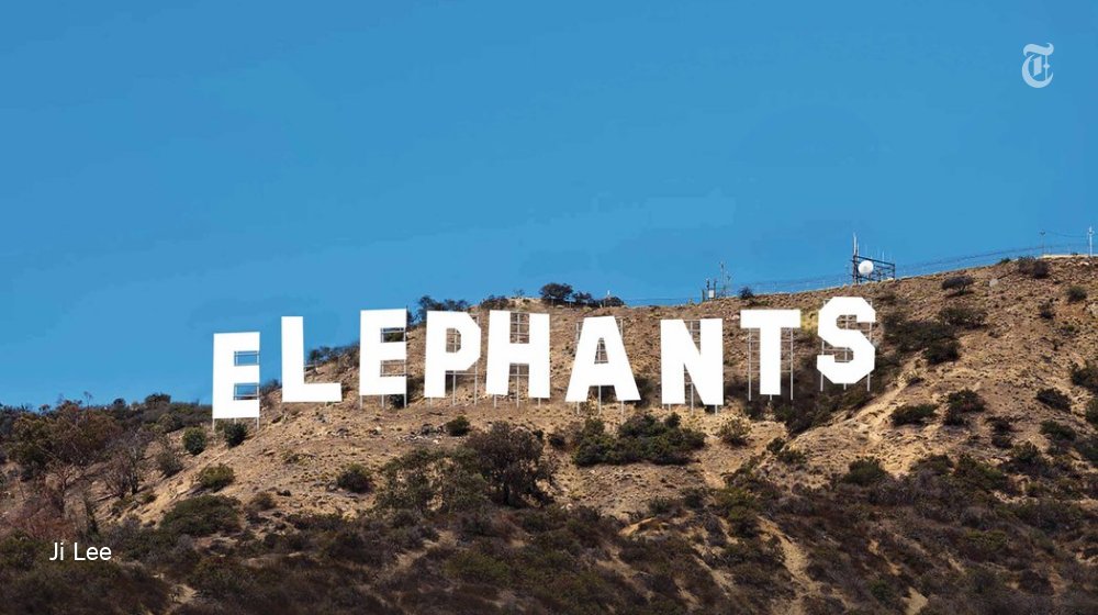 NYTStyles's tweet photo. For every elephant that falls in the wild, a celebrity seems to rise to save them. https://t.co/2i8yWz0a5X https://t.co/Q4KjufyaSm