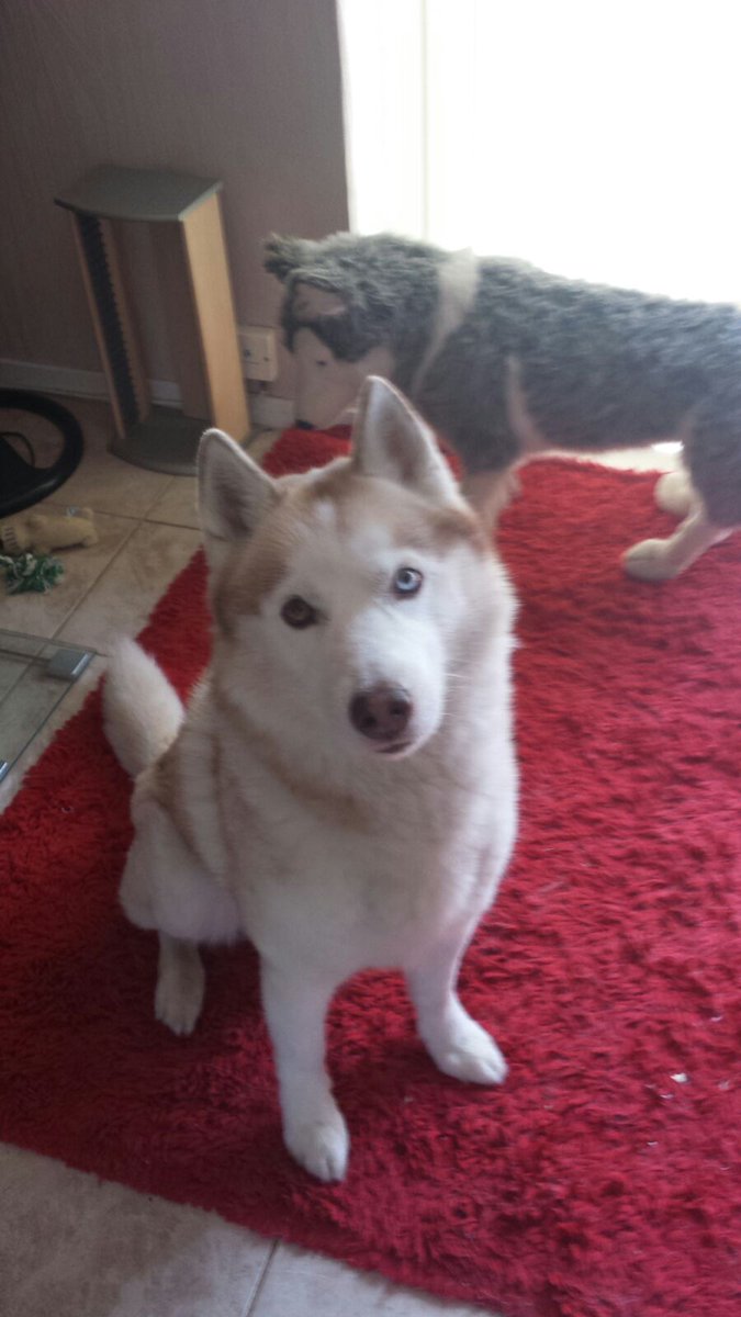 #AmazonPets #pets Lunar <3 please like and retweet.