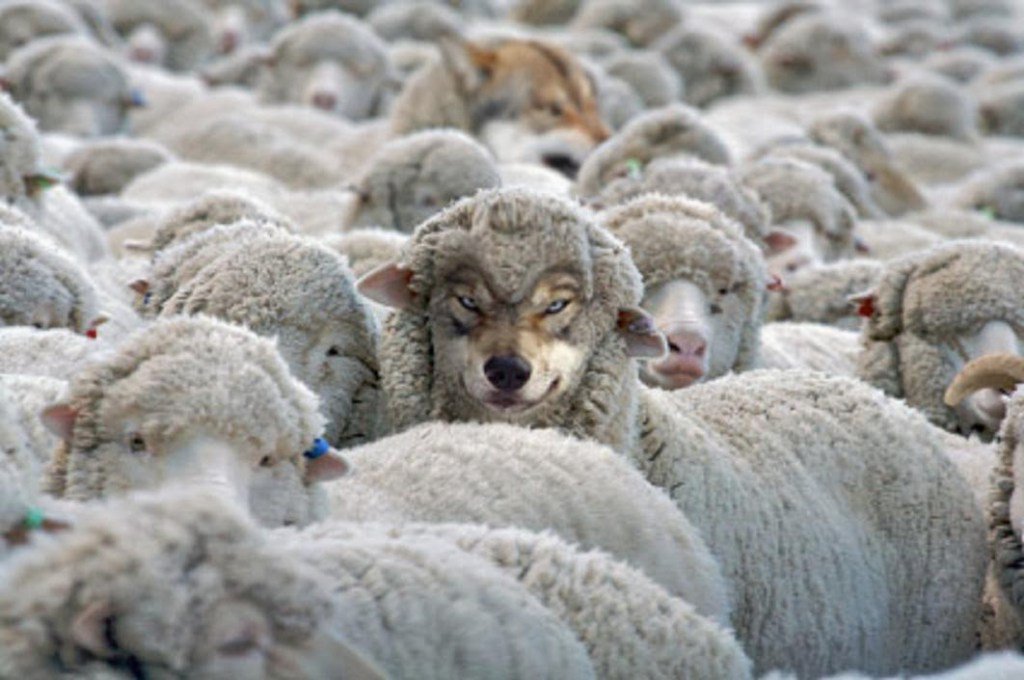 Два ягненка отошли от стада. Волк овечьей в овечьей шкуре. Волк среди овец. Овца.