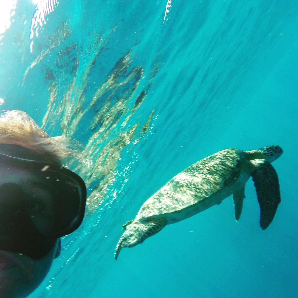 anna_wilson1991's tweet image. #turtleselfie #stronggame