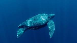 Selamat Hari Penyu Sedunia 🙌