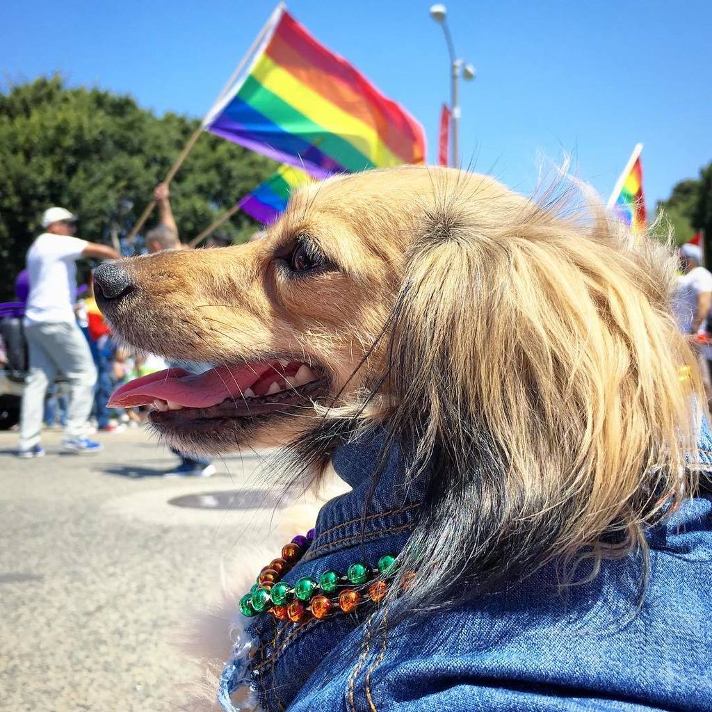 topgaynewz's tweet photo. Instagram: jazzydownlow Happy Gay Day ❤️💛💚💙💜💖#LongBeachPride #LBPride #LBC #GayDay #PrideParade #LBPrideParade #lov… https://t.co/FhJc6SiHKg
