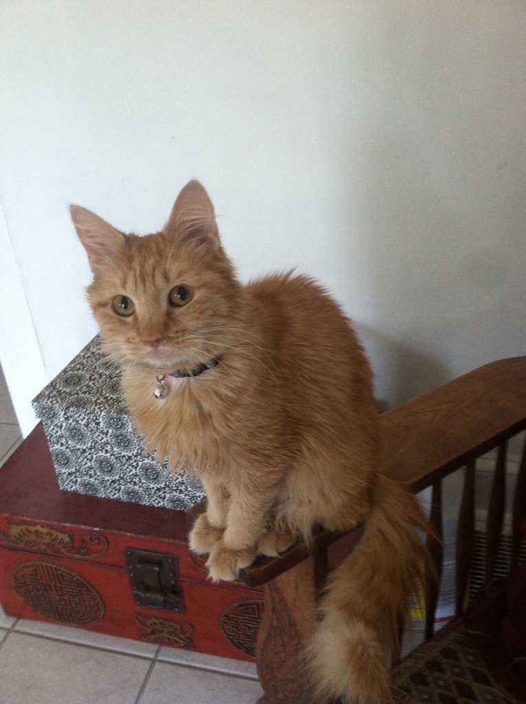 pumpkincat967's tweet photo. @Riley_von_Pelt https://t.co/sV3e30jjbR