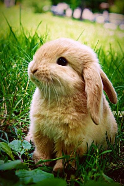 lab2beauty's tweet photo. We love animals! That's why our makeup brushes are #crueltyfree & #vegan! #loveanimals #makeuplover #labsquared https://t.co/w6WtbRXyNj